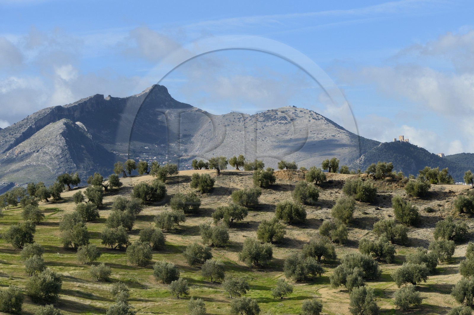 Espagne, Andalousie, province de Jaén, champs d'oliviers et le chateau Sainte Catherine (Castillo de Santa Catalina) de Jaén