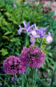 France, Eure, Giverny, Claude Monet Foundation garden