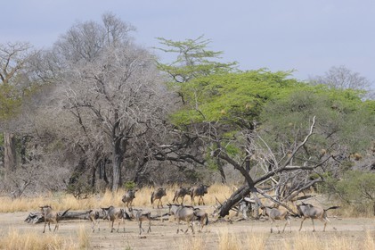 Tanzania, Selous Game Reserve is one of the largest fauna reserves of the world and designated a UNESCO World Heritage Site in 1982, gnus