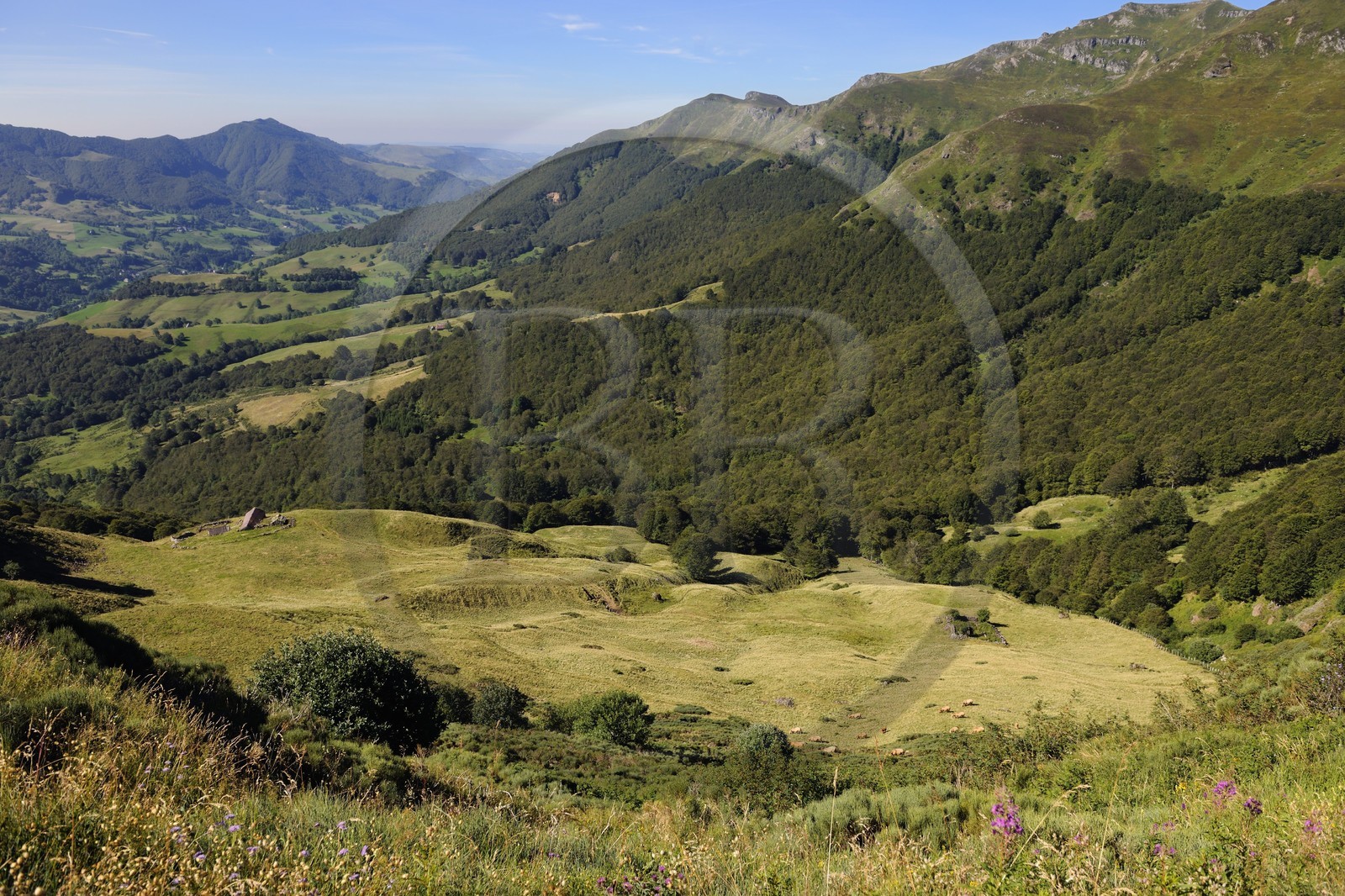 France, Cantal (15), monts du Cantal, Parc Naturel Régional des Volcans d' Auvergne, la vallée de la Jordanne vers Mandaille-Saint-Julien