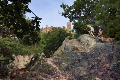 France, Haut Rhin, the Alsace Wine Route, Ribeauville, hikers on the way to Saint Ulrich Castle, gneiss rocks