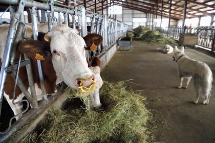 France, Cantal, Sainte-Marie, La Terrisse hamlet, montbéliarde dairy cow breeding from Cantagrel farm, the cows eating after the evening milking