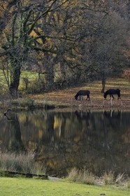 France, Indre (36), le Berry, parc naturel régional de la Brenne, Rosnay, ânes au bord d'un étang à Le Bouchet