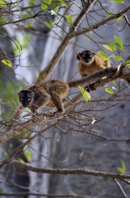 France, Mayotte island (French overseas department), Grande-Terre, Kani-Keli, the Maore Garden at N’Gouja beach, tawny lemur (Eulemur fulvus mayottensis) also called maki