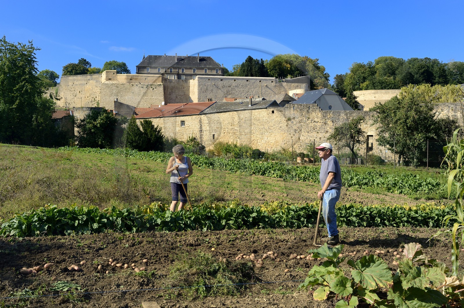 France, Moselle (57), Rodemack, labellisé Les Plus Beaux Villages de France, couple cultivant son jardin à l'extérieur des remparts, les vestiges du chateau en arrière plan