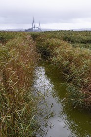 France, Seine-Maritime (76), Réserve Naturelle de l'estuaire de la Seine et pont de Normandie, sentier de découverte au coeur de la roselière