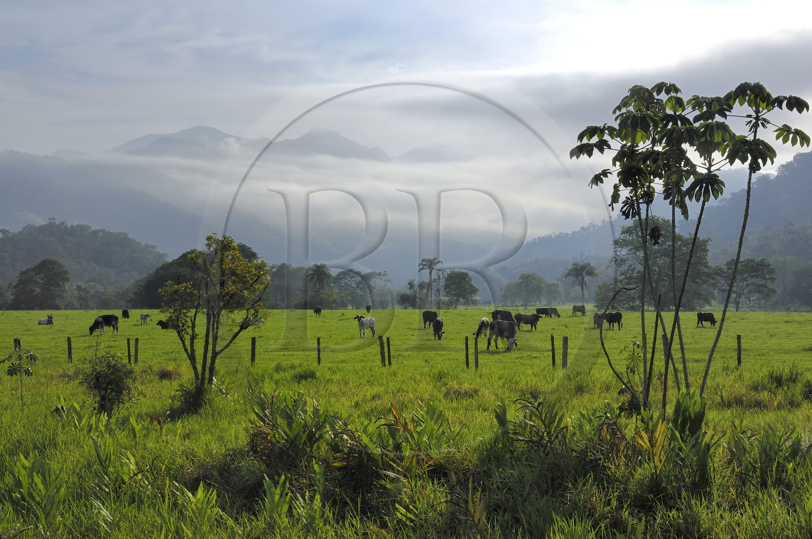 Brésil, Etat de Rio de Janeiro, Parque Nacional de Serra da Bocaina en bordure de la baie de Paraty, vaches au prés (Route de l'or, Estrada Real)