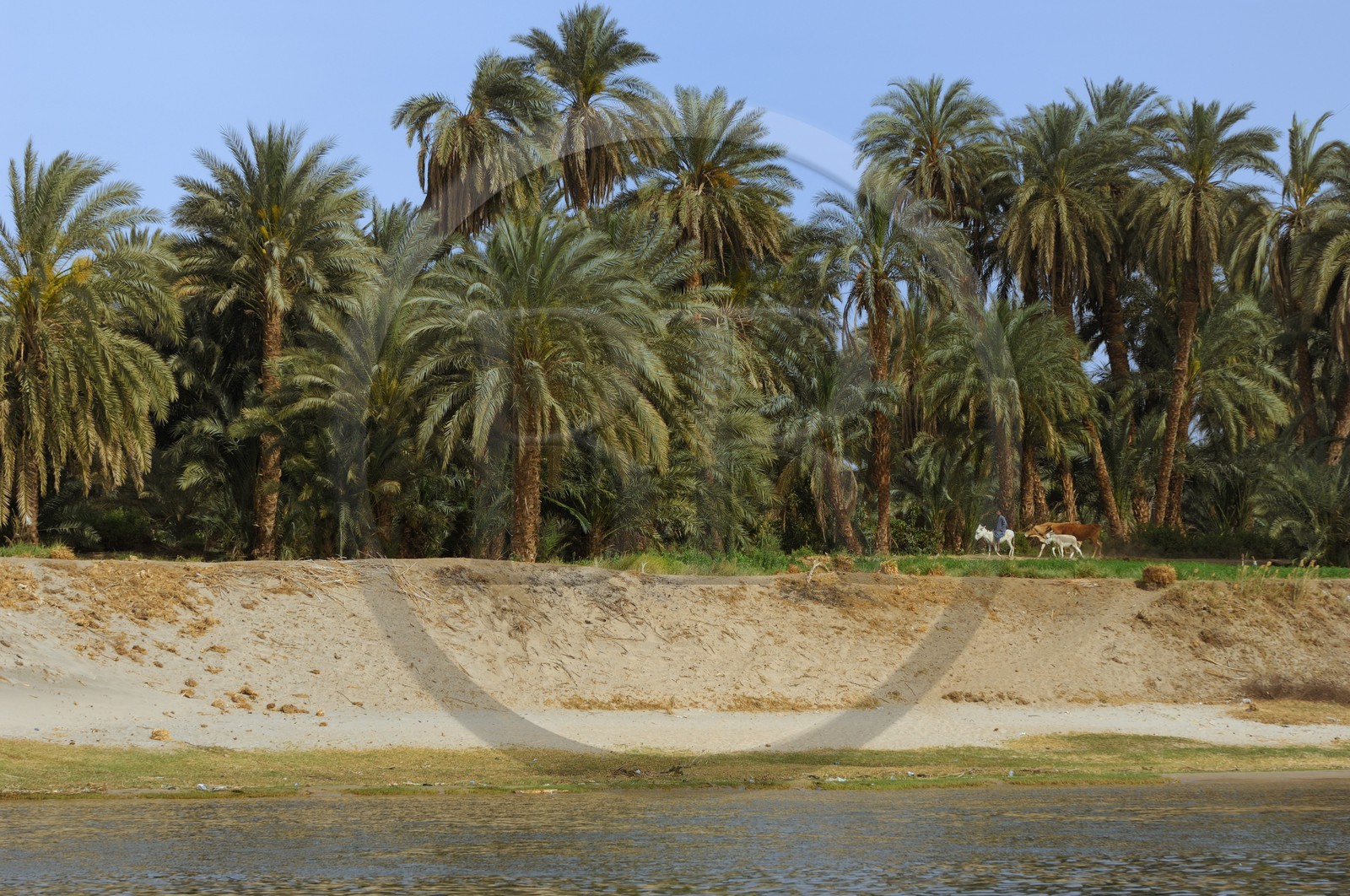 Egypte, Haute Egypte, vallée du Nil, le Nil entre Edfou et Kom Ombo