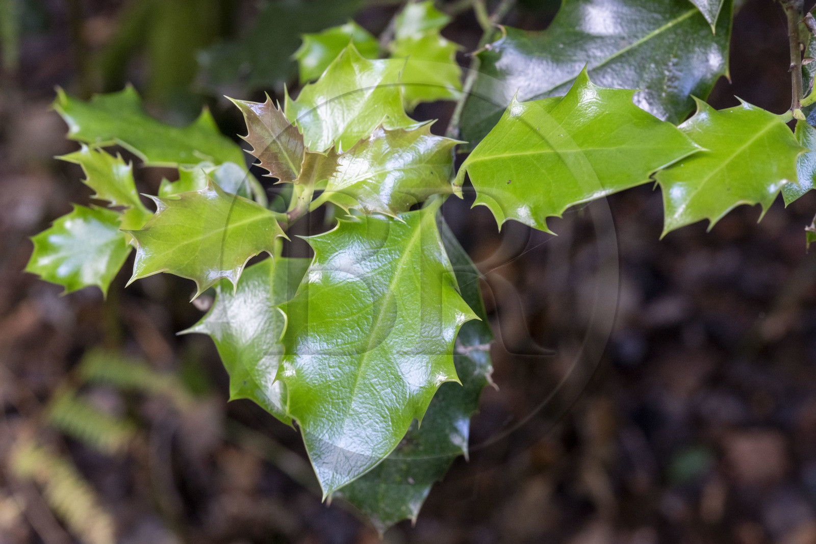 France, Saône-et-Loire (71), parc naturel régional du Morvan, Saint-Léger-sous-Beuvray, site archéologique sur le mont Beuvray, jeune feuille de houx
