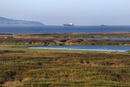 France, Seine Maritime, Natural Reserve of the Seine estuary, pond in the heart of the reed bed