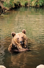 France, Pyrénées-Orientales (66), ours brun des Pyrénées au parc animalier des Angles dans la Capcir