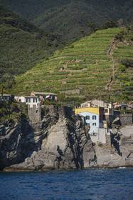 Italie, Ligurie, Cinque Terre, parc national des Cinque Terre classé Patrimoine Mondial de l'UNESCO, village de Vernazza entouré par le vignoble