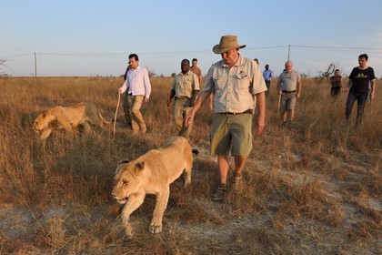 Zimbabwe, Midlands Province, Gweru, Antelope Park home to ALERT (African Lion and Environmental Research Trust)