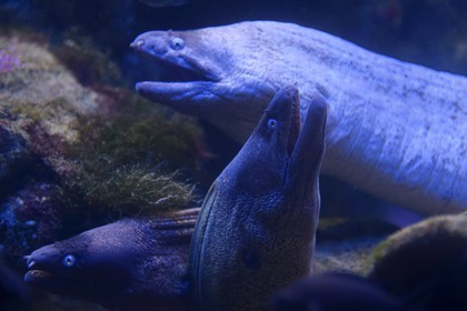 Principauté de Monaco, Monaco, le musée océanographique, murènes de Méditerranée