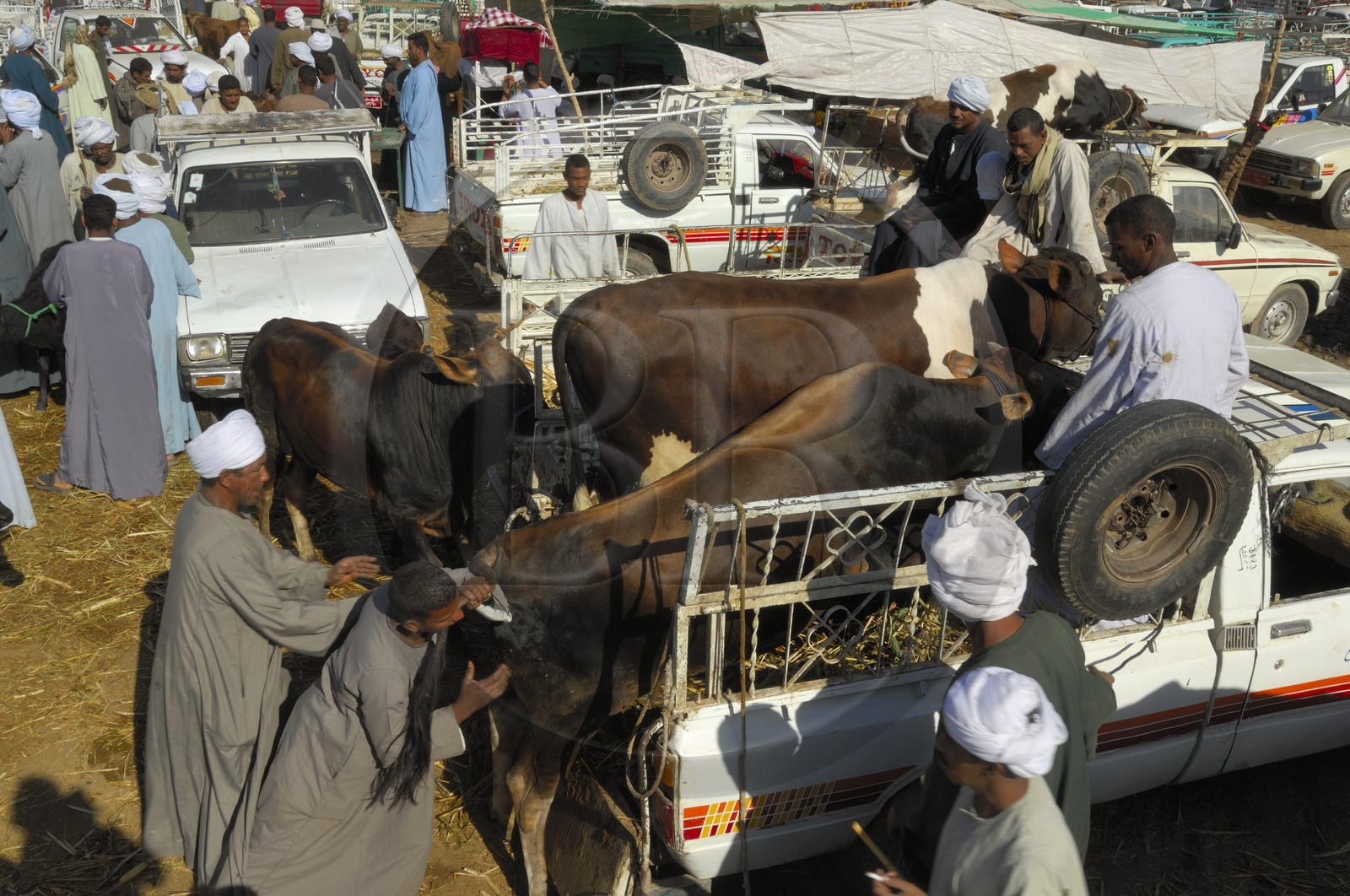 Egypte, Haute Egypte, Daraw au nord d'Assouan, marché aux vaches