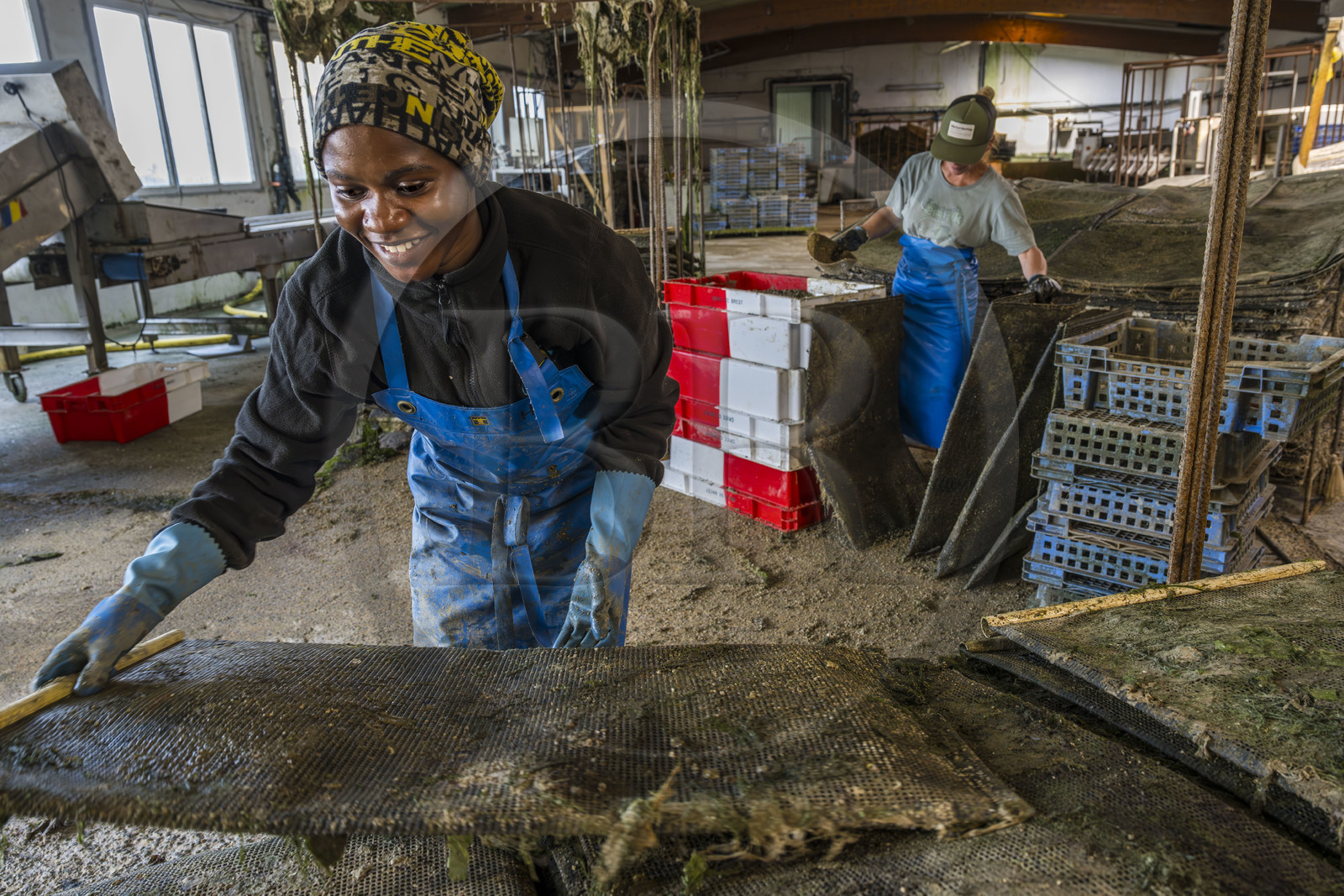 France, Finistère (29), Pays des Abers,  Lannilis, viviers et parc à huitres Prat-Ar-Coum, entreprise ostréicole de la famille d’Yvon Madec sur l'Aber Benoit, Halima, et Catia en arrière plan, travaillent à la mise en poche de la criblure de naissains d’huitres