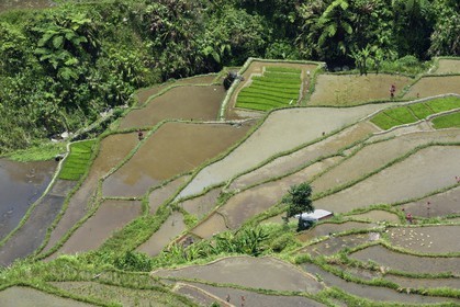 Philippines, province d'Ifugao, les rizières en terrasses de Banaue à Cambulo, classées Patrimoine Mondial de l'UNESCO