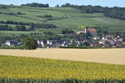 France, Bas Rhin, the Alsace Wine Route, Bergbieten, sunflower field