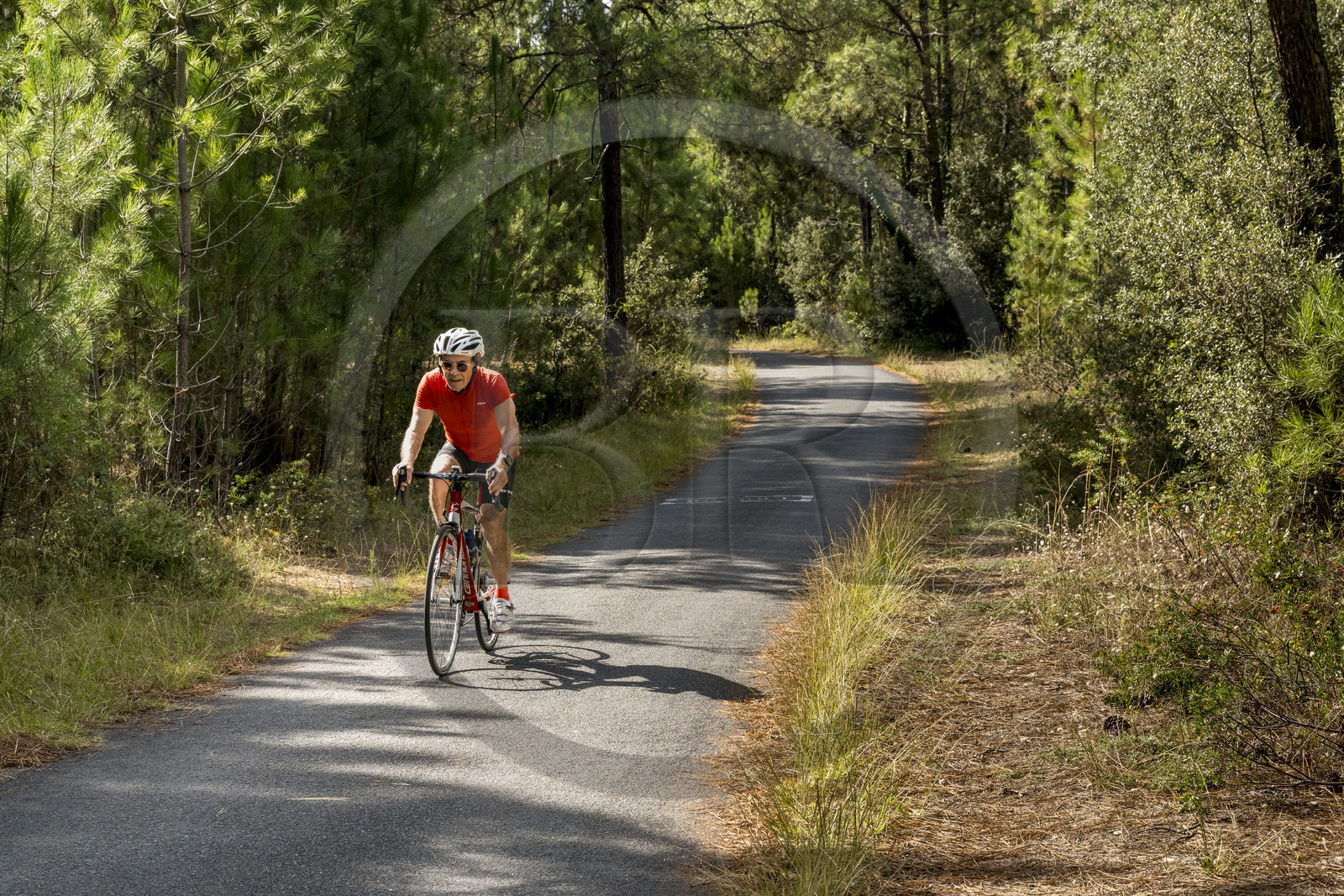 France, Charente-Maritime (17), Royan, Les Mathes, cyclistes sur la Vélodyssée, la piste cyclable EuroVelo1 qui longe l’Atlantique au nord de La Palmyre