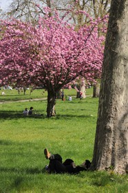 France, Paris (75), le Bois de Boulogne