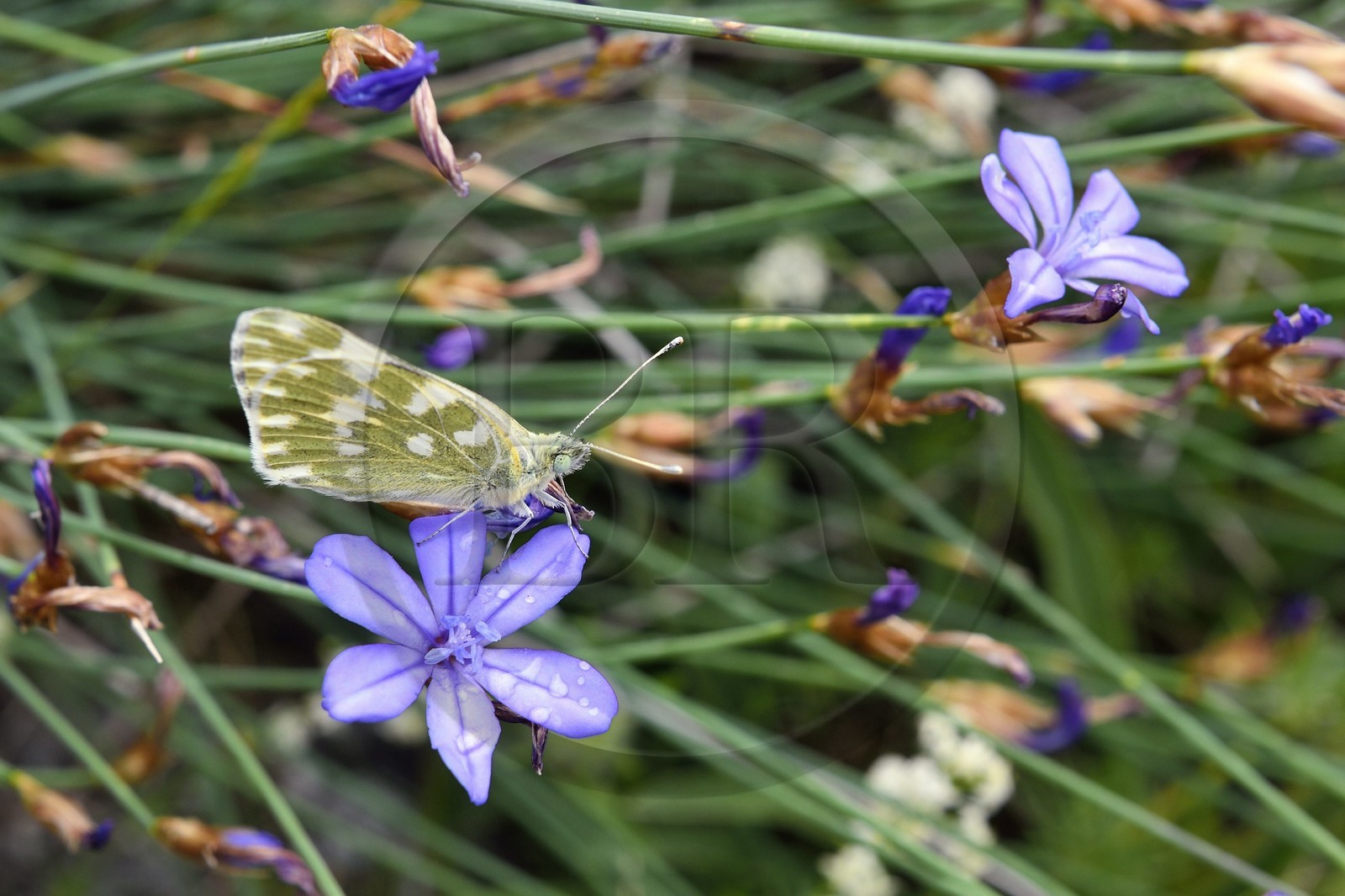 France, Var (83), Plan-d'Aups-Sainte-Baume, parc naturel régional de la Sainte-Baume, Massif de la Sainte-Baume, papillon aurore (Anthocharis cardamines) posé sur une aphyllanthe de Montpellier (Aphyllanthes monspeliensis)