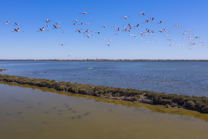 France, Hérault (34), Frontignan, vol de flamants roses (Phoenicopterus roseus) dans l'étang d'Ingril dans les anciens salins (vue aérienne)