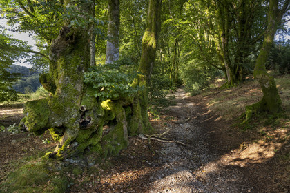 France, Saône-et-Loire (71), parc naturel régional du Morvan, Saint-Léger-sous-Beuvray, oppidum de Bibracte, le site archéologique sur le mont Beuvray, haies de hêtres tressées vieilles de 200 ans appelées des queules le long des chemins creux