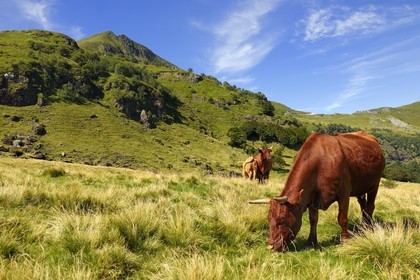 France, Cantal, monts du Cantal, Parc Naturel Régional des Volcans d'Auvergne (regional nature park of Auvergne volcanoes), cow of salers breed at the foot of Puy-Mary