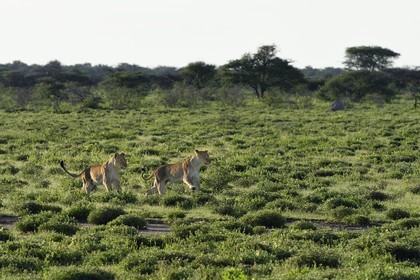 Namibie, région de Oshikoto, Parc National d'Etosha, deux lionnes (Panthera leo) en chasse