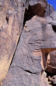 Libya, region of the desert, the Fezzan (Sahara), Messak Setafet, rock drawings of Matkhendoush, giraffe