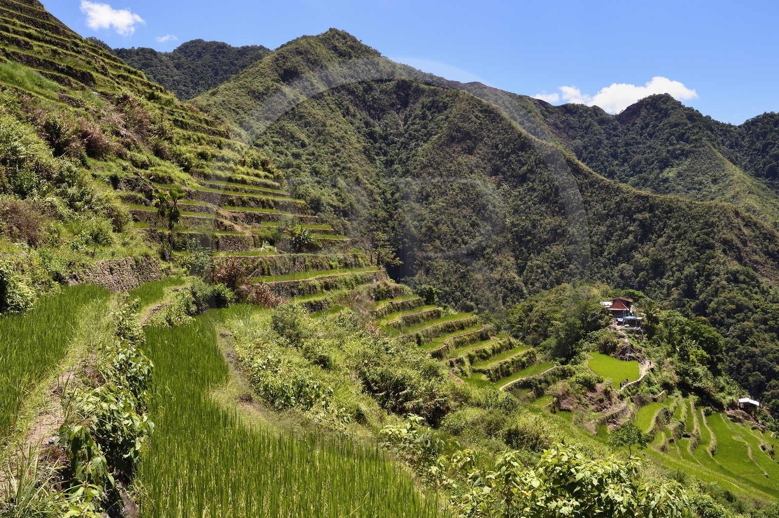 Philippines, province d'Ifugao, les rizières en terrasses de Banaue autour du village de Batad, classées Patrimoine Mondial de l'UNESCO, alimentées par un ancien système d'irrigation depuis la forêt tropicale au-dessus des terrasses Philippines, province d'Ifugao, les rizières en terrasses de Banaue autour du village de Batad, classées Patrimoine Mondial de l'UNESCO, alimentées par un ancien système d'irrigation depuis la forêt tropicale au-dessus des terrasses