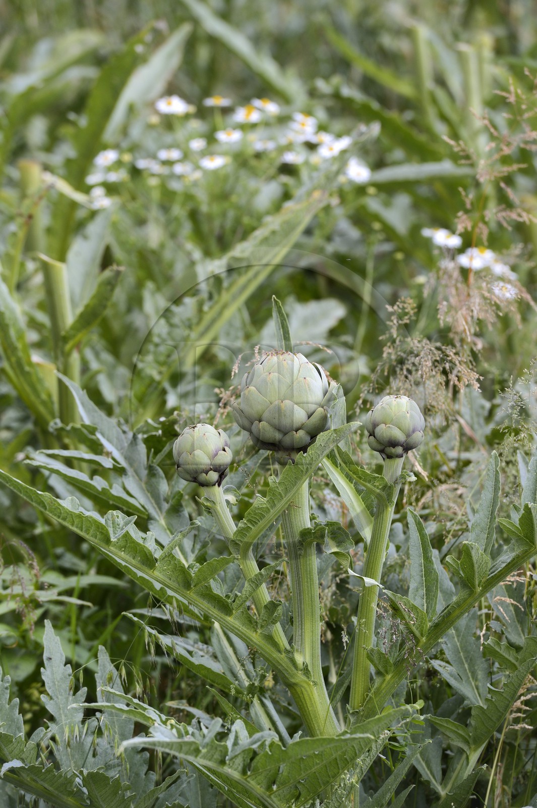 France, Finistère (29), Le Prajou, artichaut (Cynara scolymus)