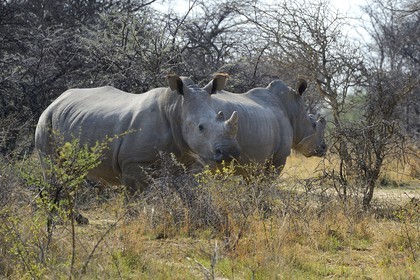 Zimbabwe, Matabeleland South Province, Matobo or Matopos Hills National Park, listed as World Heritage by UNESCO, White Rhinoceros (Ceratotherium simum), young adult of about 7 years
