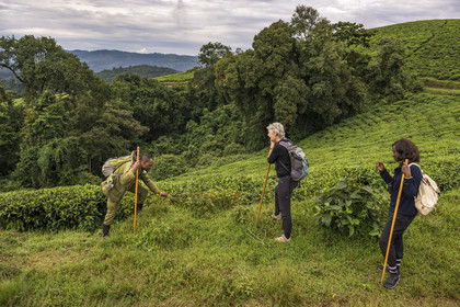 Rwanda, Province de l’Ouest, Gisakura, Parc national de Nyungwe, le garde de African Parks Claver Mtoyinkima guidant des touristes sur la piste des Colobes de Ruwenzori (Colobus angolensis ruwenzorii) pendant un safari à pied dans la forêt tropicale humide naturelle bordée par les plantations de thé
