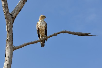 Sri Lanka, province d'Uva, Parc national d'Uda Walawe (Udawalawe National Park), aigle huppé (Nisaetus cirrhatus)