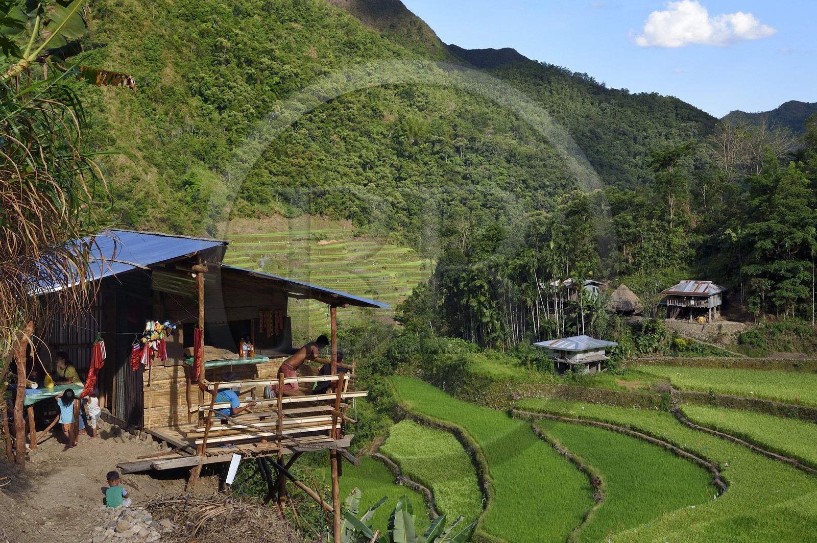Philippines, province d'Ifugao, les rizières en terrasses de Banaue autour du village de Batad, classées Patrimoine Mondial de l'UNESCO