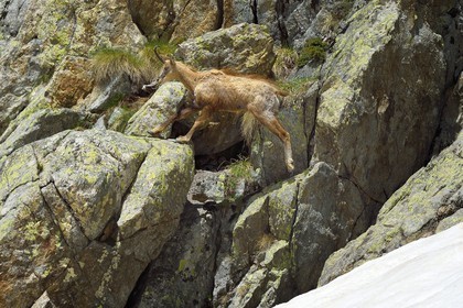 France, Alpes-Maritimes, national park of Mercantour, chamois (Rupicapra rupicapra) in the Madone de Fenestre valley