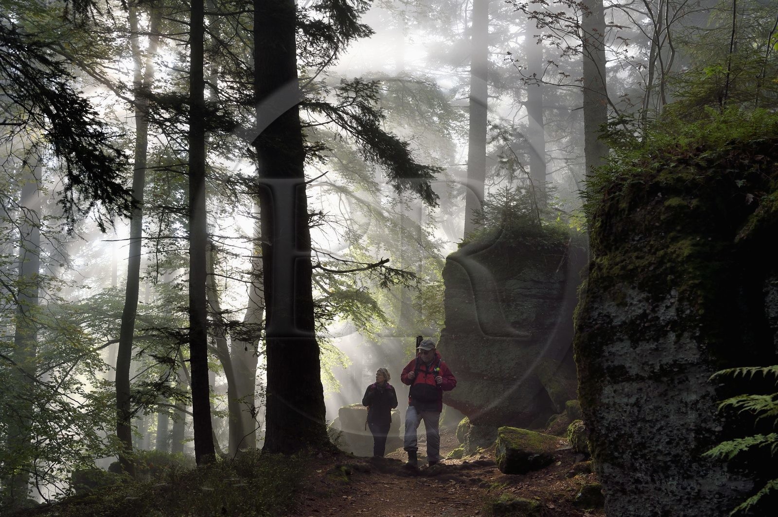France, Bas-Rhin (67), Mont Saint-Odile, randonnée le long du Mur Païen, vestige d'un mur d'enceinte probablement de l'époque mérovingienne d'une longueur totale de onze kilomètres, lever de soleil dans la brume du petit matin