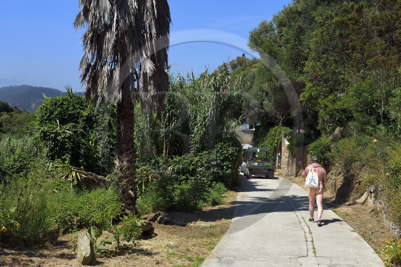 France, Var (83), Iles d'Hyères, Parc national de Port Cros, Ile du Levant, domaine naturiste d'Héliopolis, un naturiste descend au port via le Val de l'Ayguade