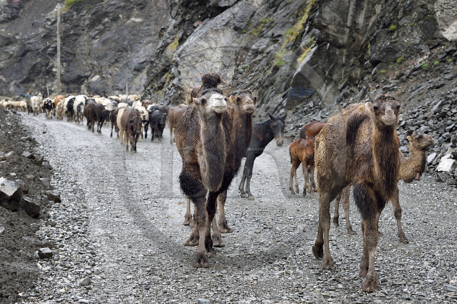 Azerbaïdjan, région de Ismailli, jeunes chameaux de Bactriane (Camelus bactrianus) en transhumance sur la route descendant de Lahij (Lahic)