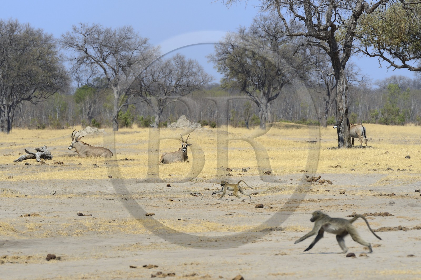 Zimbabwe, province de Matabeleland septentrional, parc national Hwange, antilope rouanne (Hippotragus equinus) ou antilope cheval