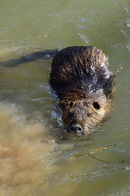 France, Val-de-Marne (94), les bords de Marne, Bry-sur-Marne, Ragondin (Myocastor coypus)