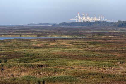 France, Seine Maritime, Natural Reserve of the Seine estuary, pond in the heart of the reed bed and the port of Le Havre in the background