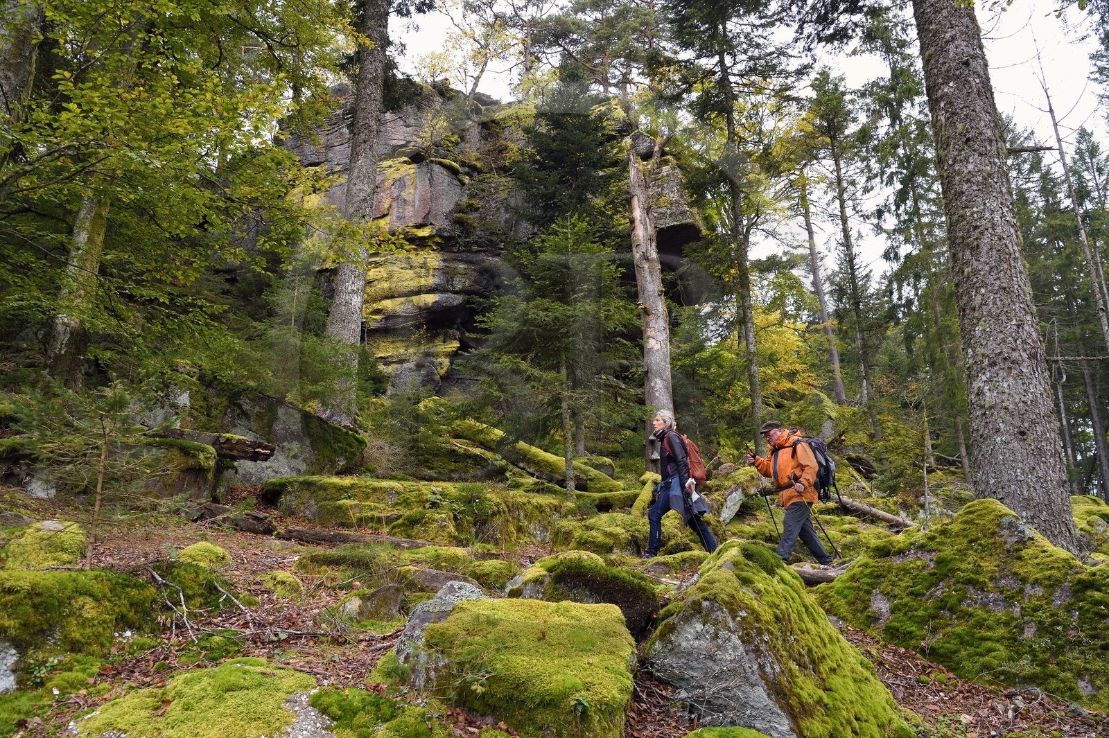 France, Haut-Rhin (68), Thannenkirch, randonnée dans le massif du Taennchel sous le Rocher des Géants