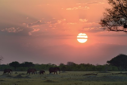 Zimbabwe, Matabeleland North Province, Hwange National Park, wild african elephants (Loxodonta africana) in the savannah at sunset