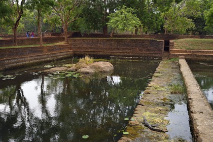 Sri Lanka, province centrale, district de Matale, Sigiriya, ville ancienne de Sigiriya classée patrimoine mondial de l'UNESCO, l'ancien palais forteresse du Rocher du Lion, crocodile en bordure d'un des nombreux bassins des jardins
