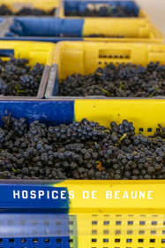 France, Côte-d'Or (21), les climats de Bourgogne classés Patrimoine Mondial de l'UNESCO, Beaune, Cuverie des Hospices de Beaune, grappes de raisins dans des caisses percées de 35 kg, un format idéal conçu pour ne pas abimer la vendange