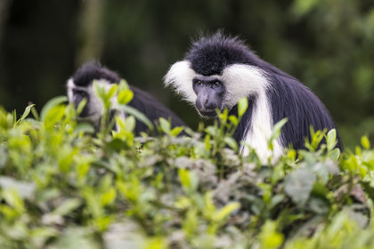 Rwanda, Province de l’Ouest, Gisakura, Parc national de Nyungwe, Colobe de Ruwenzori (Colobus angolensis ruwenzorii) dans une plantation de thédont il ne mange pas les feuilles