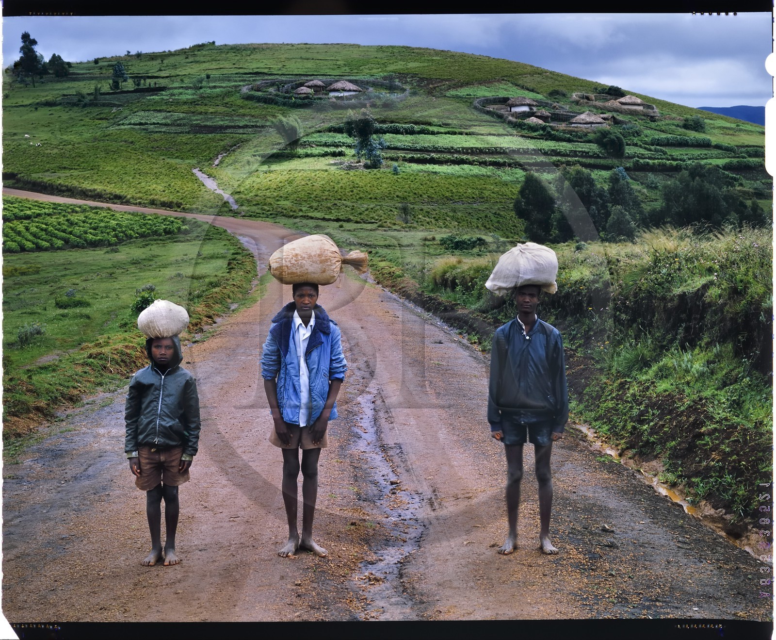 Burundi, province de Bujumbura, région d'Ijenda, Rugos sur les collines d'Ijenda, la structure de villages est un apport colonial et les burundais (dont la grande majorité de la population active est dans l'agriculture) vivaient jusqu'à très récemment dans un habitat familial appelé rugo le plus souvent installé à mi-pente des collines et au milieu de la propriété, il est adapté à l'élevage avec un espace consacré aux animaux et sa clôture ne servait pas seulement de protection mais aussi à une cohésion de la famille ainsi qu' au parcage du bétail pour la nuit (reproduction plan-film inversible 4x5)