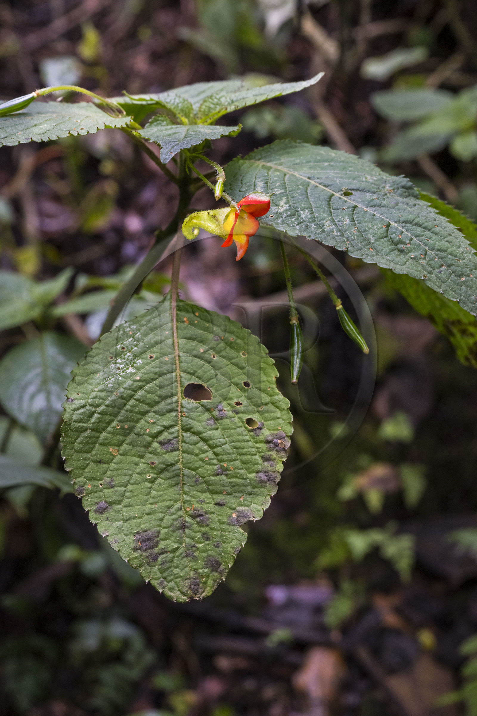 Rwanda, Province de l’Ouest, Colline Ibanda à Uwinka, Parc national de Nyungwe, fleur impatiens